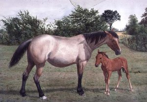 Studies of Animals by Stephen Briggs Carlil
